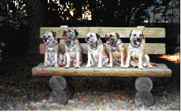 banc.gif (23352 octets)