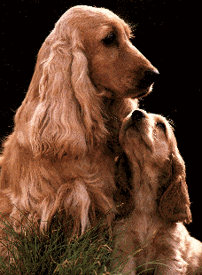 cocker.gif (33632 octets)