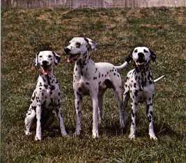 dalmatien_en_g.jpg (14563 octets)