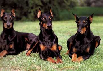dober_01.jpg (14724 octets)