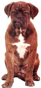 dogue_de.jpg (6724 octets)