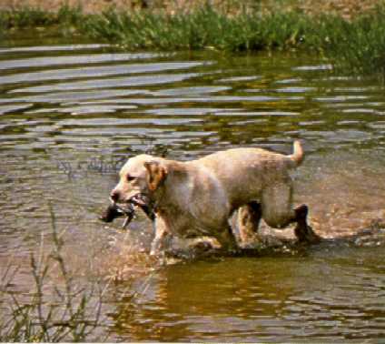 labrador.PCX (803363 octets)