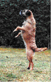 lambada.gif (25406 octets)