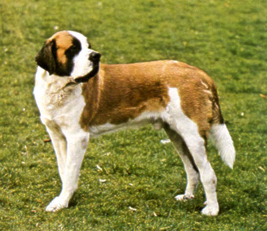 saint bernard 01.PCX (839836 octets)